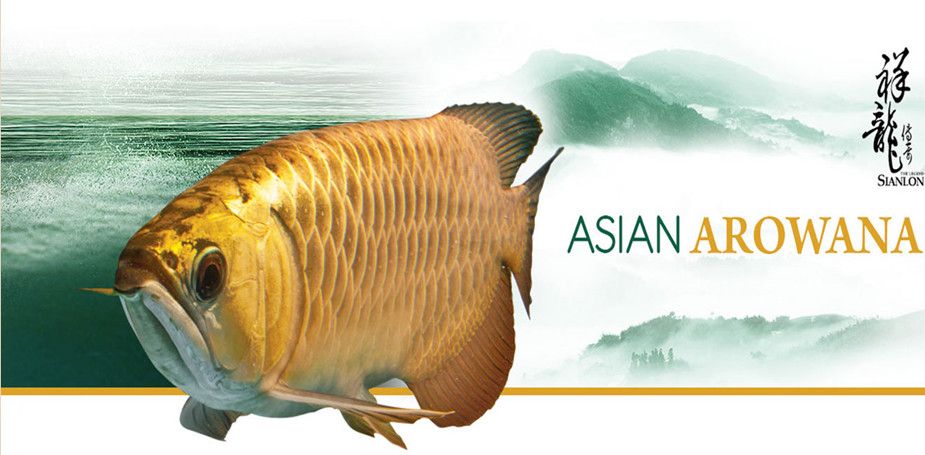 福龍魚是什么品種（如何鑒別高品質福龍魚）