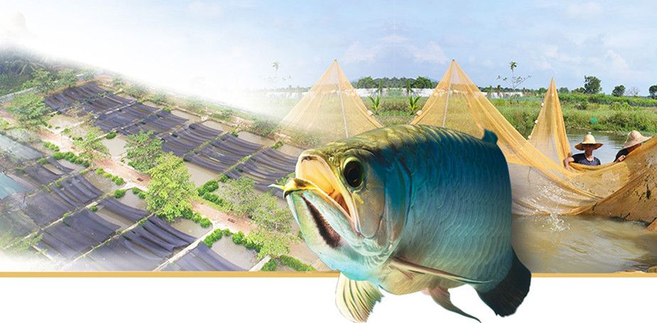 福龍魚是什么品種（如何鑒別高品質福龍魚）