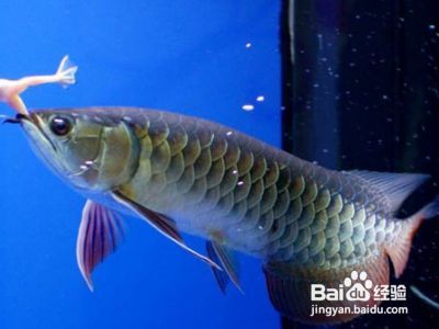 古典金龍魚等級區分：古典金龍魚的等級區分