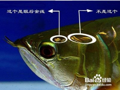 古典金龍魚等級區分：古典金龍魚的等級區分