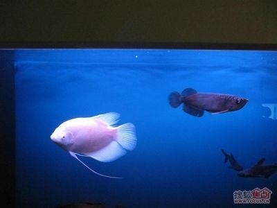 金龍魚(yú)和藍(lán)鯊能混養(yǎng)嗎：金龍魚(yú)和藍(lán)鯊能混養(yǎng)取決于多種因素