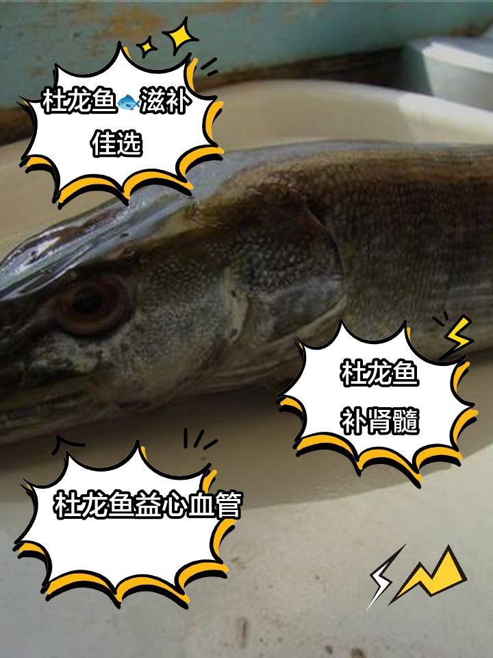 杜龍魚是什么魚種