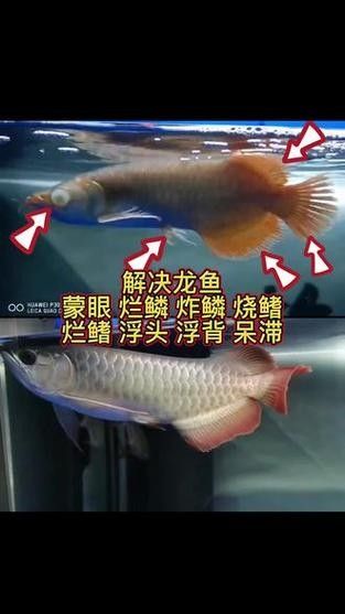 龍魚蒙眼的原因和治療方法圖片視頻大全集 龍魚百科 第17張 龍魚蒙眼的原因和治療方法圖片視頻大全集 龍魚蒙眼的原因和治療方法圖片視頻大全集 龍魚百科 第17張