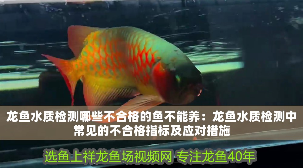 龍魚水質(zhì)檢測(cè)哪些不合格的魚不能養(yǎng)：龍魚水質(zhì)檢測(cè)中常見(jiàn)的不合格指標(biāo)及應(yīng)對(duì)措施
