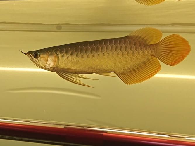 龍魚用什么燈光養(yǎng)好看 龍魚百科 第5張 龍魚用什么燈光養(yǎng)好看 龍魚用什么燈光養(yǎng)好看 龍魚百科 第5張