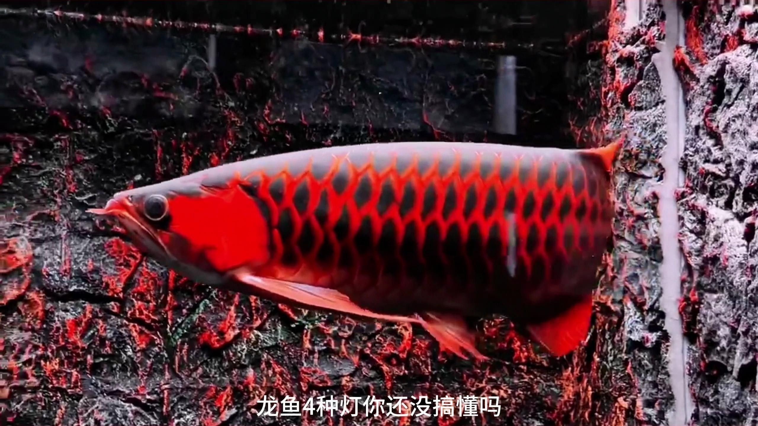 龍魚用什么燈光養(yǎng)好看 龍魚用什么燈光養(yǎng)好看 龍魚百科 第8張