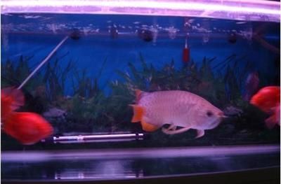 龍魚的最低水溫合適養多少？：龍魚最低水溫合適養