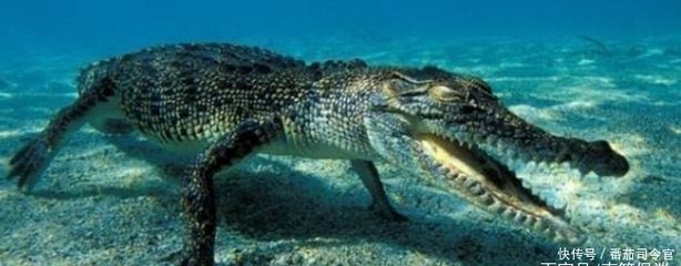 最值錢的龍魚排名：最喜歡吃魚的恐龍是什么？