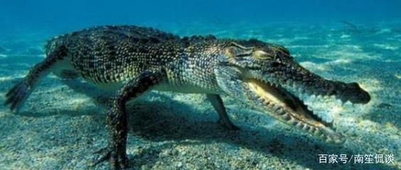 最值錢的龍魚排名：最喜歡吃魚的恐龍是什么？