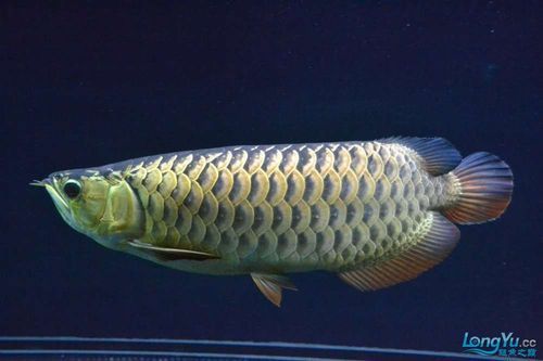 金龍魚品種分類詳解圖