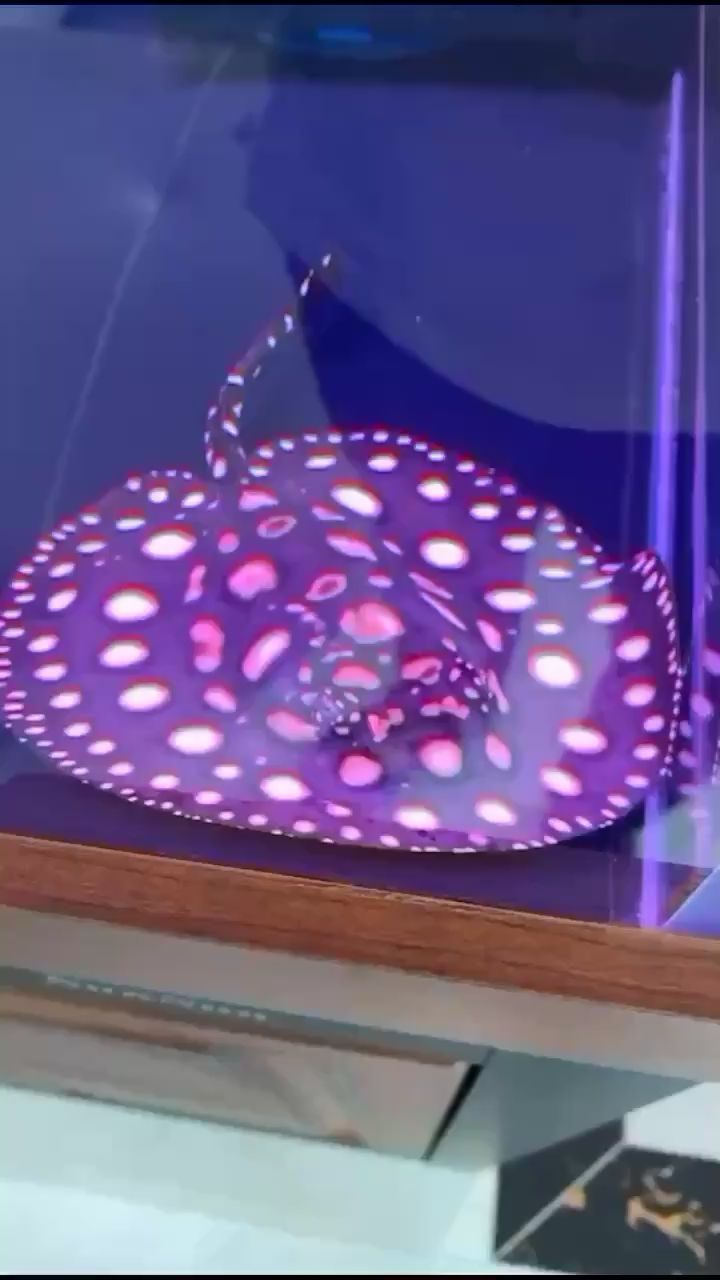 大神賜教怎么處理魟魚