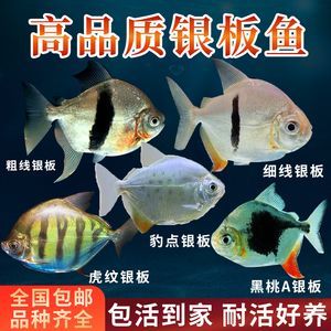 銀板魚疾病預防措施：銀板魚養殖銀板魚的預防措施，銀板魚疾病的預防措施