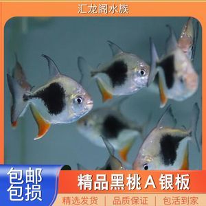 銀板魚疾病預防措施：銀板魚養殖銀板魚的預防措施，銀板魚疾病的預防措施