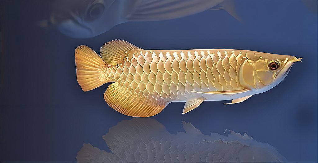 金龍魚有沒有美國控股