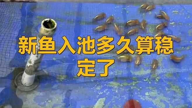 新魚(yú)入缸后多久水質(zhì)會(huì)穩(wěn)定？