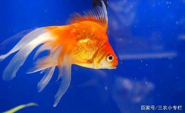 金龍魚捕食鯽魚：金龍魚與鯽魚共存條件，如何預(yù)防金龍魚疾病？