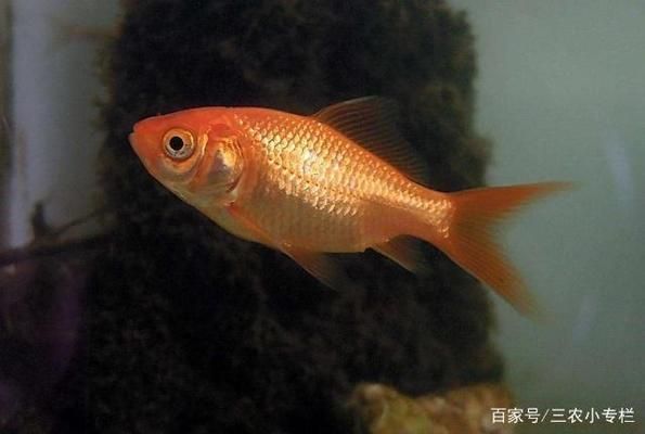 金龍魚捕食鯽魚：金龍魚與鯽魚共存條件，如何預(yù)防金龍魚疾病？