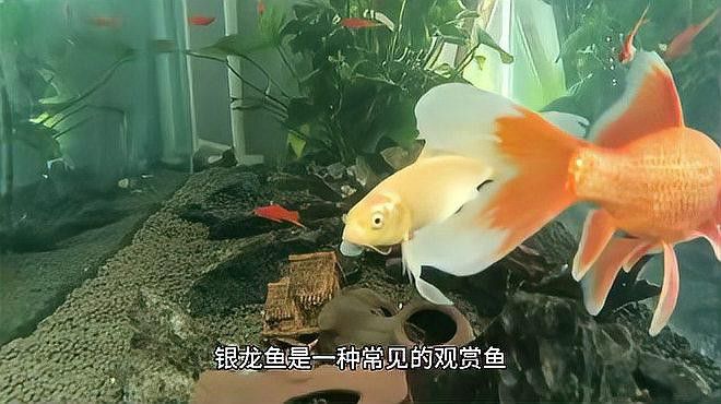 有哪些適合銀龍魚的活餌？ 有哪些適合銀龍魚的活餌？ 龍魚百科 第1張