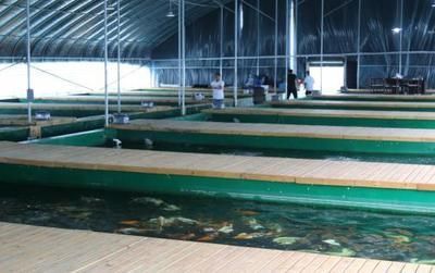 祥龍魚場觀賞魚怎么養（(祥龍魚場黑魚養殖方法介紹）