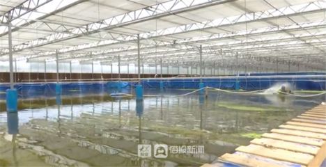 祥龍魚場觀賞魚怎么養（(祥龍魚場黑魚養殖方法介紹）