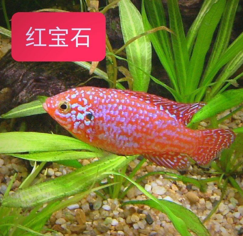 馬拉莫寶石魚咬魚嗎