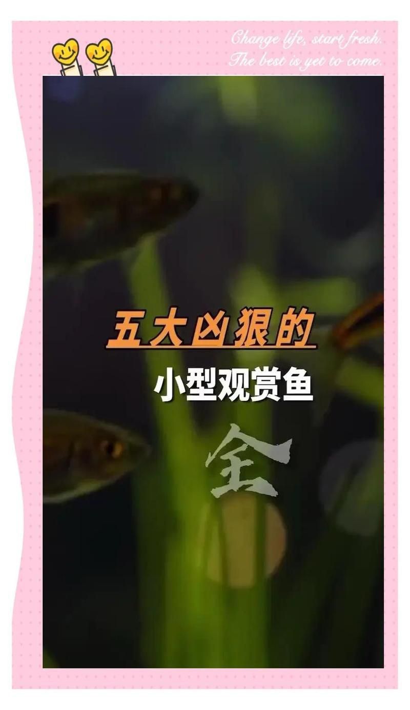 馬拉莫寶石魚咬魚嗎