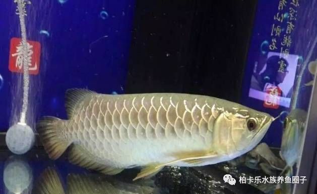 龍魚不吃食肚子鼓鼓的正常嗎：龍魚不吃食肚子鼓鼓是正常現象嗎，龍魚不吃食肚子鼓鼓的正常嗎 龍魚不吃食肚子鼓鼓的正常嗎：龍魚不吃食肚子鼓鼓是正常現象嗎，龍魚不吃食肚子鼓鼓的正常嗎 龍魚百科 第1張