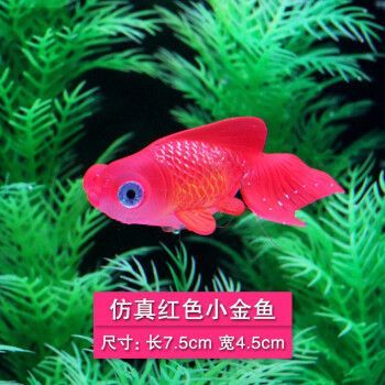 觀賞魚金龍魚(如何飼養(yǎng)金龍魚) 龍魚百科 第2張 觀賞魚金龍魚(如何飼養(yǎng)金龍魚) 觀賞魚金龍魚(如何飼養(yǎng)金龍魚) 龍魚百科 第2張