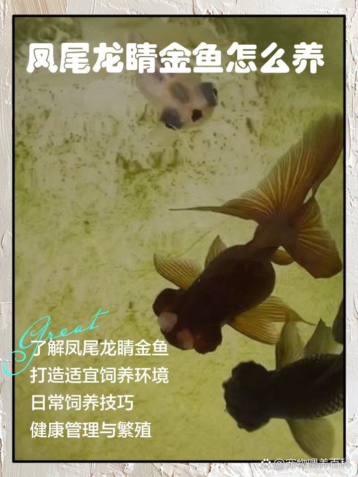 龍睛魚適合什么季節養殖？