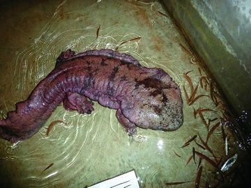 六角恐龍魚食物怎么喂：六角恐龍魚怎么吃東西 六角恐龍魚食物怎么喂：六角恐龍魚怎么吃東西 龍魚百科 第3張