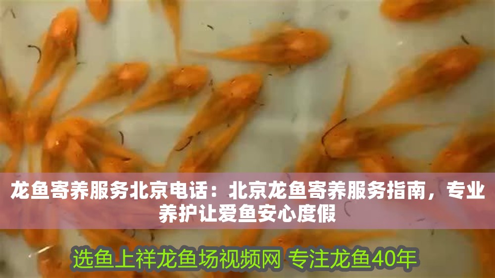 龍魚寄養服務北京電話：北京龍魚寄養服務指南，專業養護讓愛魚安心度假