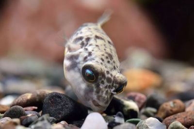 斑馬狗頭魚和曼龍魚適合混養嗎?:斑馬狗頭魚和曼龍魚可以混養嗎? 龍魚百科 第2張 斑馬狗頭魚和曼龍魚適合混養嗎?:斑馬狗頭魚和曼龍魚可以混養嗎? 斑馬狗頭魚和曼龍魚適合混養嗎?:斑馬狗頭魚和曼龍魚可以混養嗎? 龍魚百科 第2張