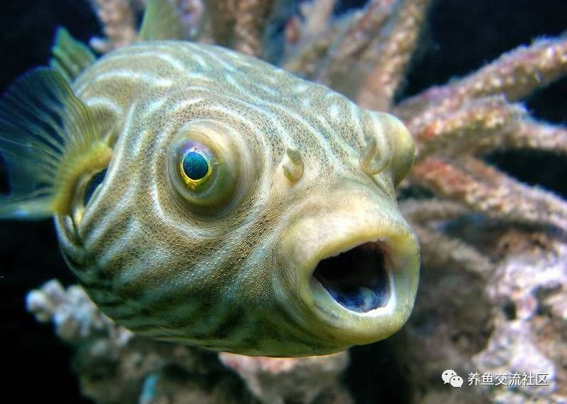 斑馬狗頭魚和曼龍魚適合混養嗎?:斑馬狗頭魚和曼龍魚可以混養嗎? 龍魚百科 第3張 斑馬狗頭魚和曼龍魚適合混養嗎?:斑馬狗頭魚和曼龍魚可以混養嗎? 斑馬狗頭魚和曼龍魚適合混養嗎?:斑馬狗頭魚和曼龍魚可以混養嗎? 龍魚百科 第3張