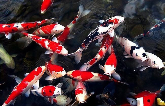 錦鯉是金魚還是鯉魚