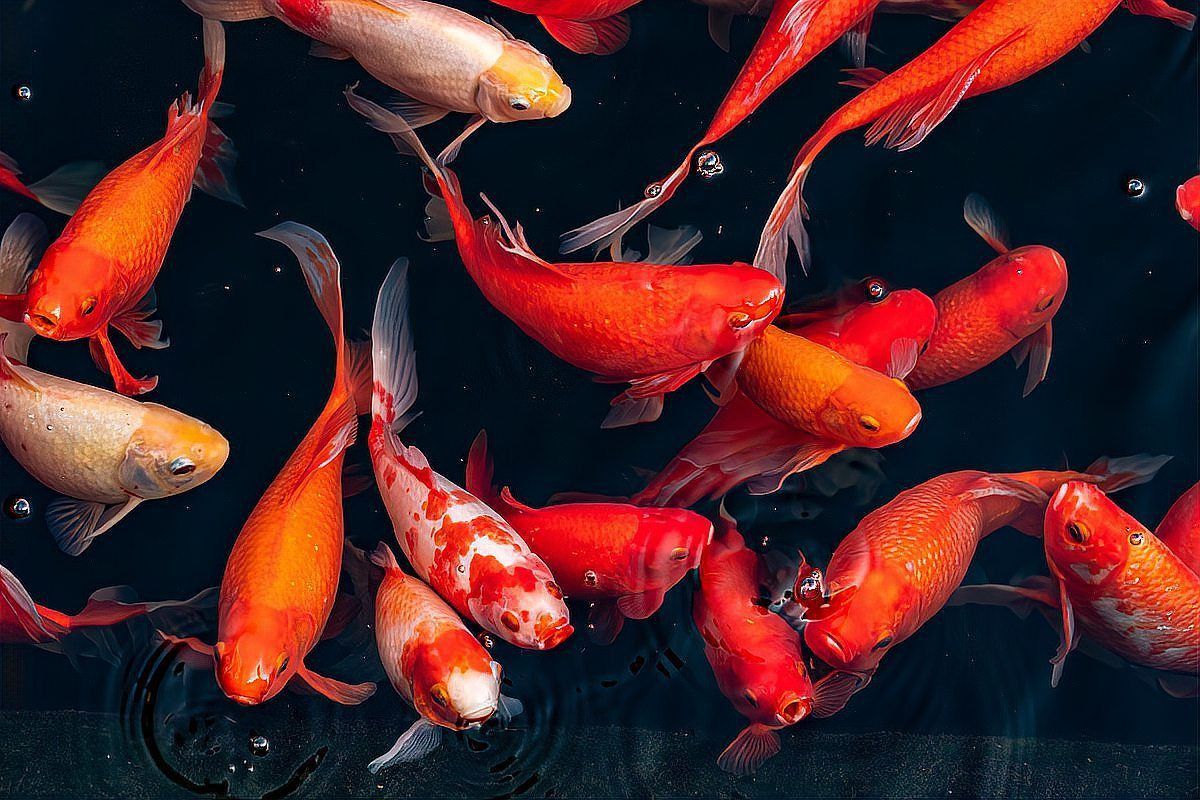 錦鯉是金魚還是鯉魚