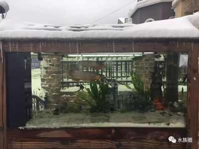 養龍魚溫度最高多少：養龍魚時溫度控制是非常重要的一個環節