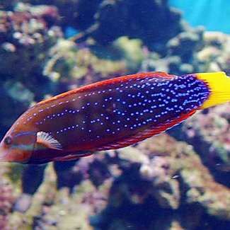 海水紅龍魚好養嗎珊瑚