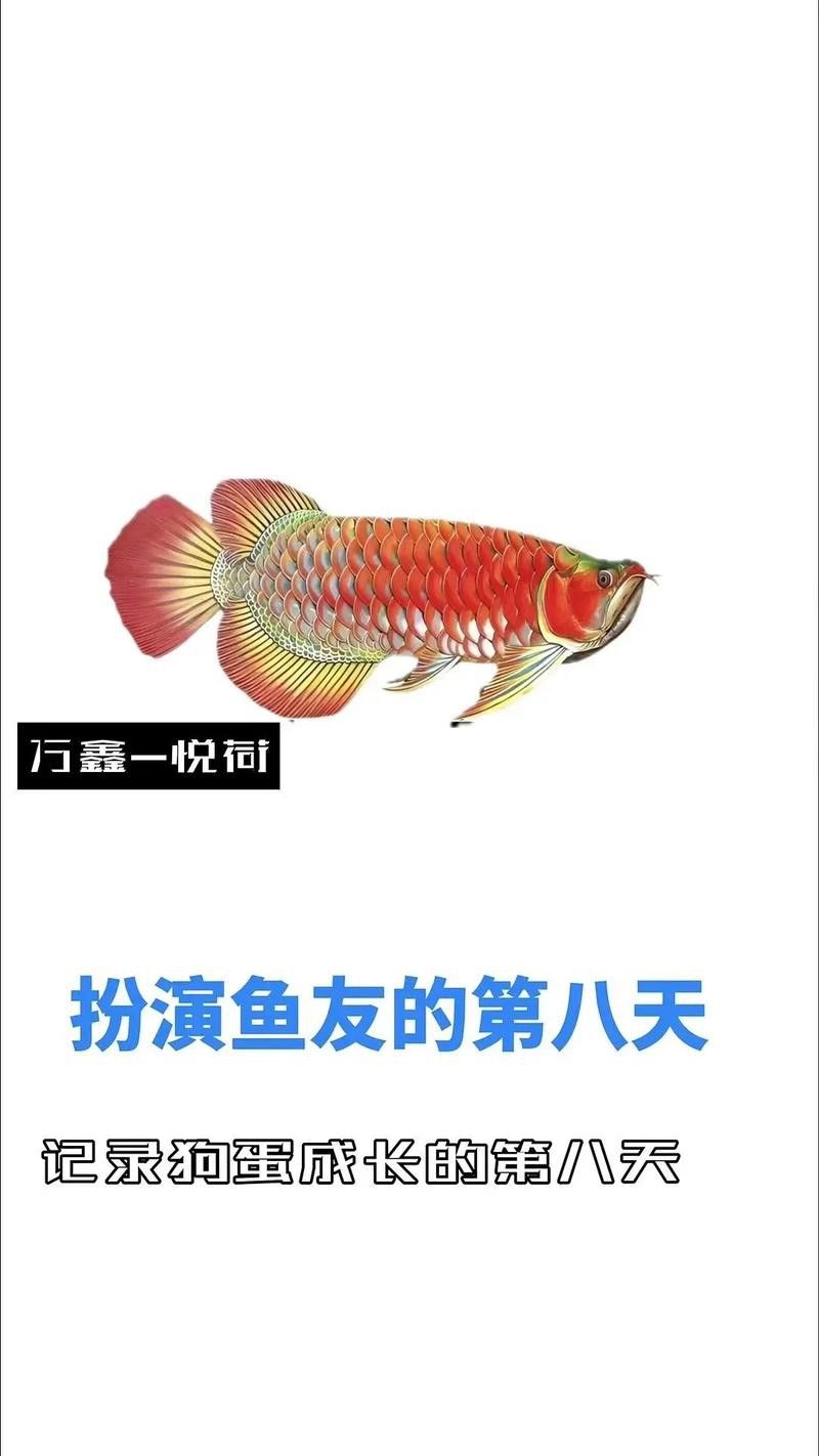 有哪些后期軟件可以增強龍魚視頻效果？ 有哪些后期軟件可以增強龍魚視頻效果？ 龍魚百科 第5張