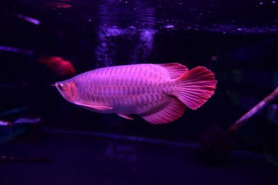 金龍魚魚頭朝向【金龍魚擺件的風(fēng)水寓意】