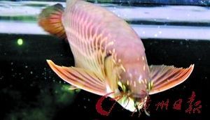 金龍魚魚頭朝向【金龍魚擺件的風(fēng)水寓意】