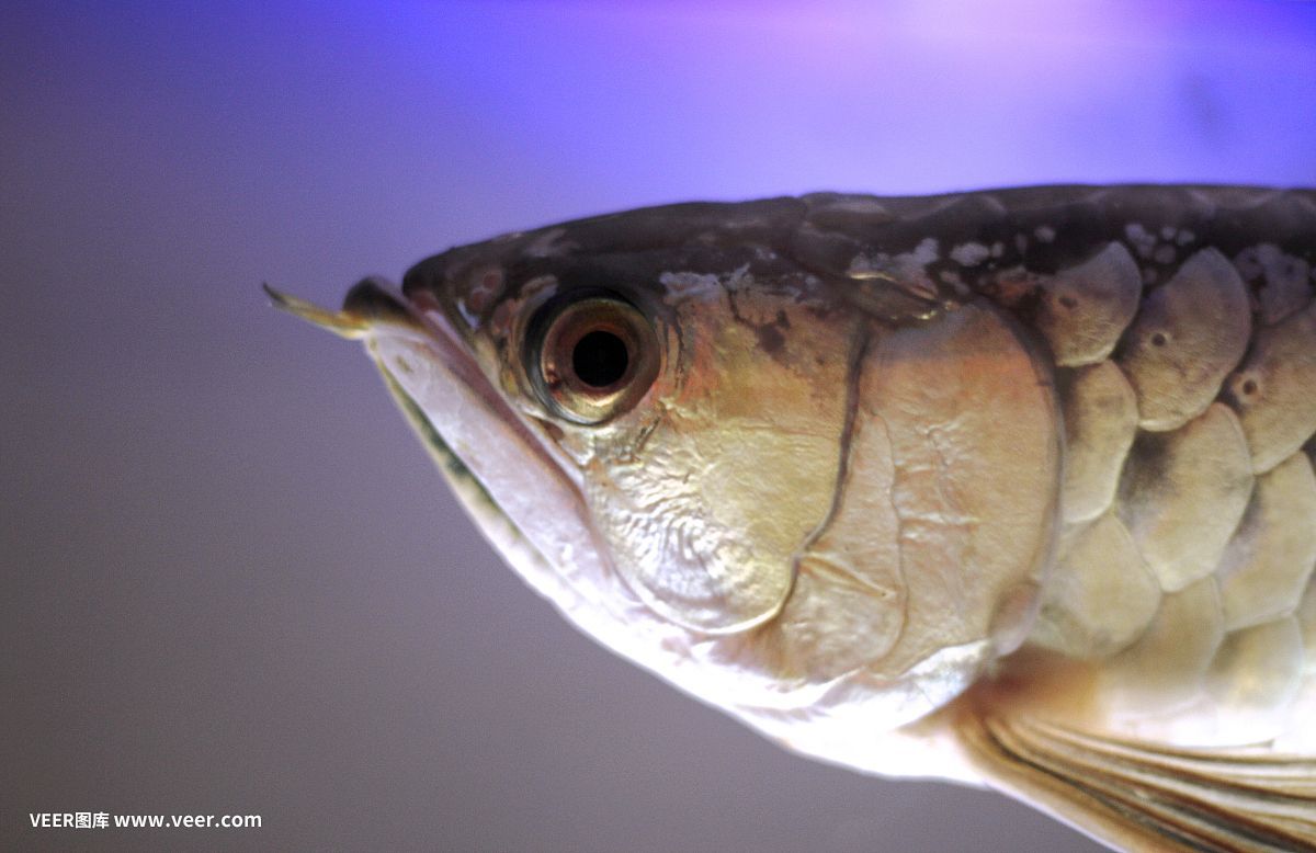 金龍魚魚頭朝向【金龍魚擺件的風(fēng)水寓意】