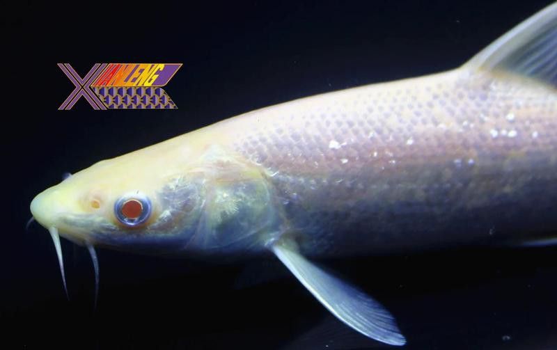 白子招財龍魚繁殖成功率有多高？ 白子招財龍魚繁殖成功率有多高？ 龍魚百科 第1張