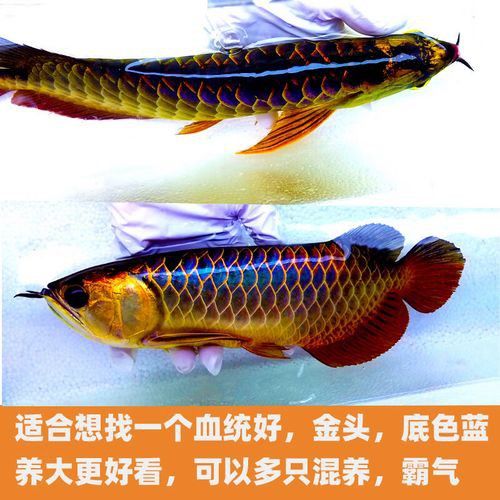 金龍魚 紅龍 區(qū)別圖片