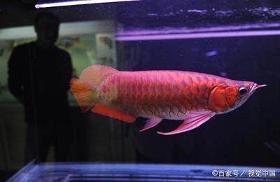 龍魚拼命撞缸什么原因：龍魚為什么會拼命撞缸 龍魚拼命撞缸什么原因：龍魚為什么會拼命撞缸 龍魚百科 第3張