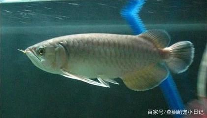 龍魚化石分類