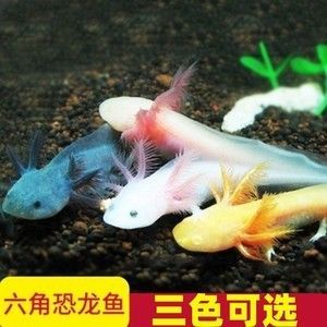 小龍魚屬于什么魚類：小龍魚屬于什么魚類呢？