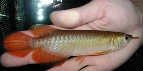小龍魚屬于什么魚類：小龍魚屬于什么魚類呢？