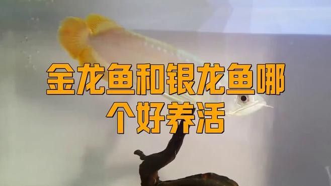 銀龍魚(yú)和金龍魚(yú)哪個(gè)好養(yǎng)一點(diǎn)