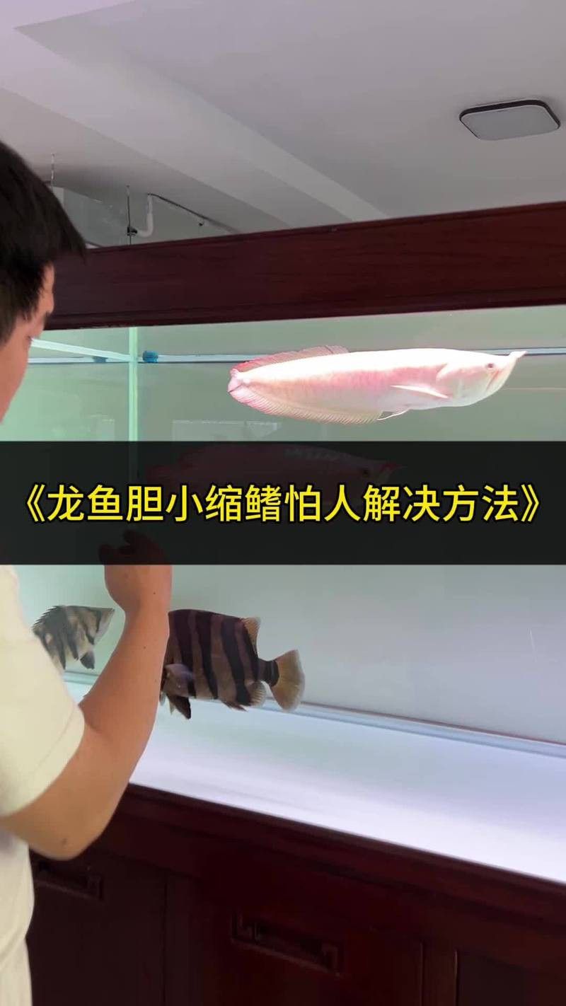 如何預防金龍魚感染寄生蟲？