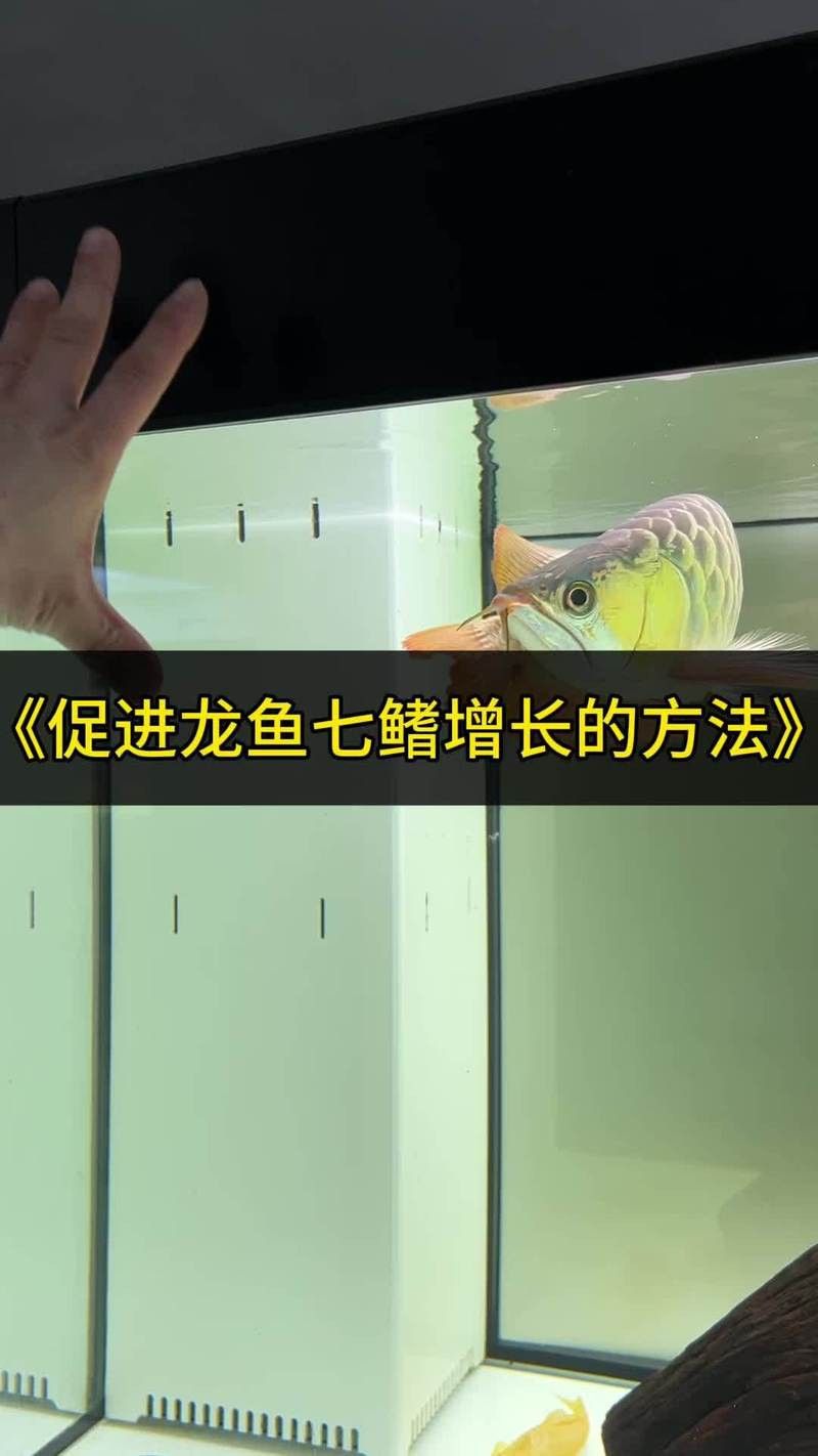 如何預防金龍魚感染寄生蟲？